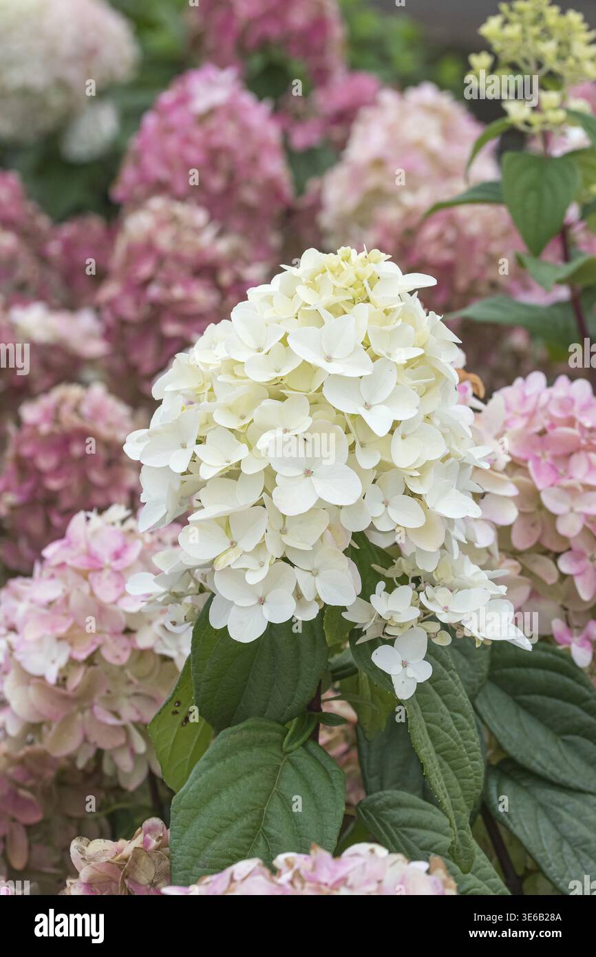 Panicle hydrangea (Hydrangea paniculata FIRE LIGHT), BS Saemann, Germany Stock Photo