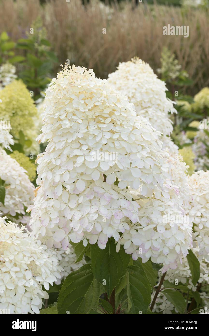 Panicle hydrangea (Hydrangea paniculata 'Phantom'), City Park, Finland Stock Photo