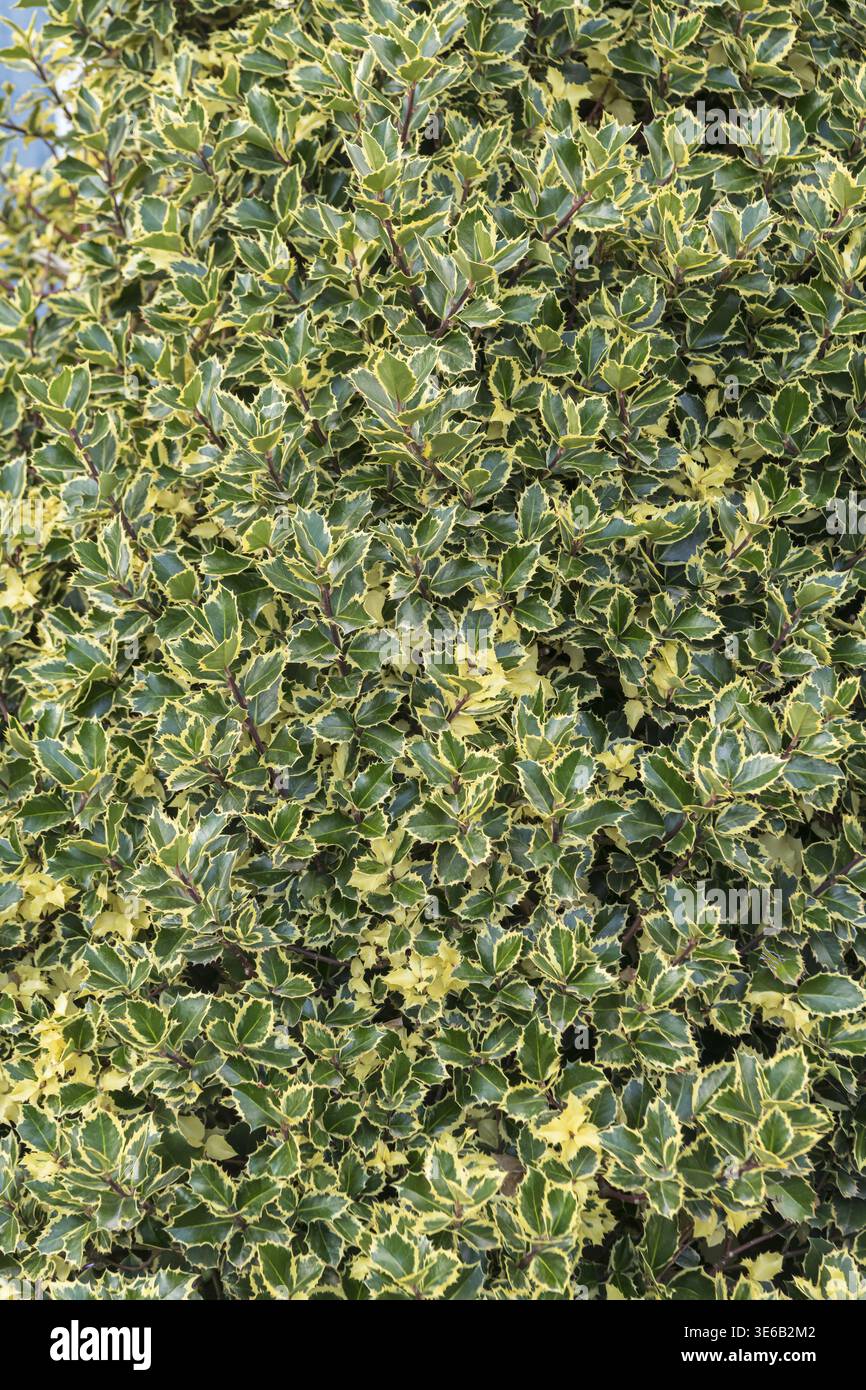 Ilex aquifolium argentea marginata hi-res stock photography and images -  Alamy