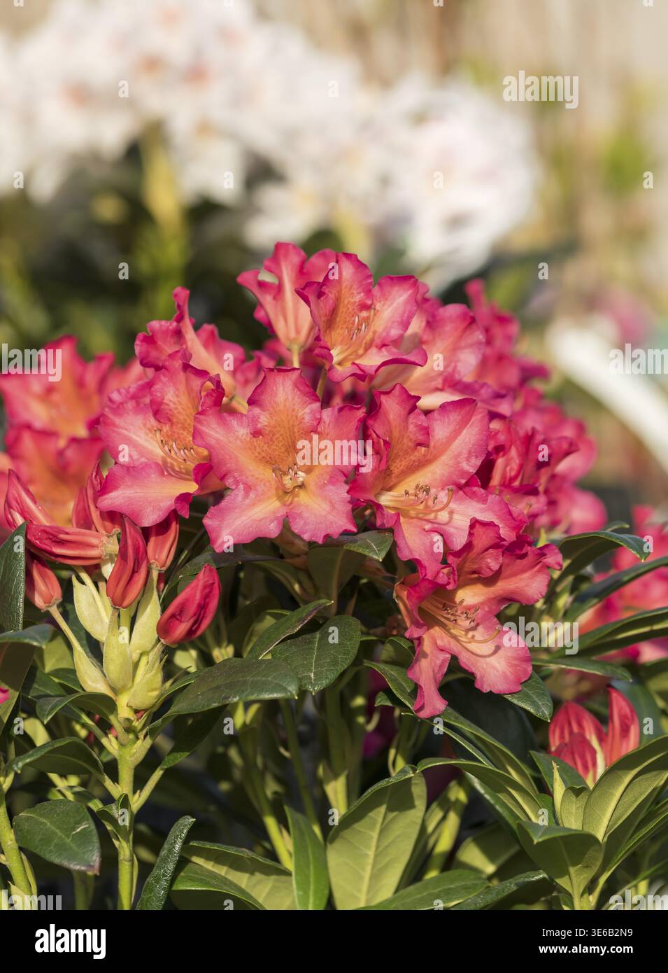 rhododendron everred Bessie Howells Rhododendron main image 0