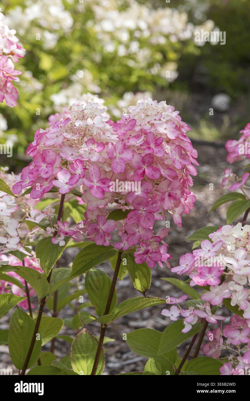Panicle hydrangea (Hydrangea paniculata FIRE LIGHT), City Park, Finland Stock Photo