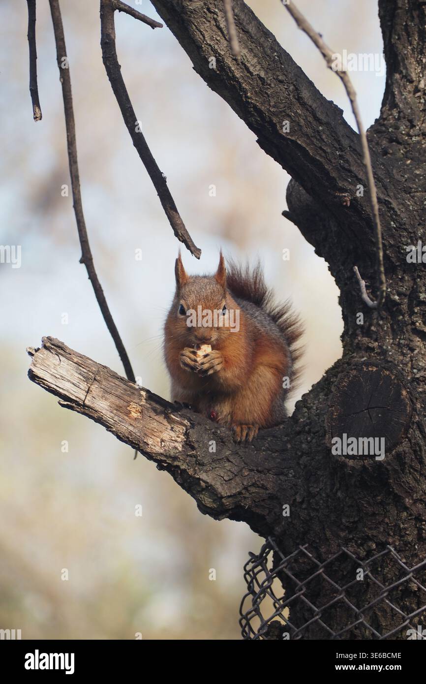 Squirrel sits on a tree branch eating food Stock Photo
