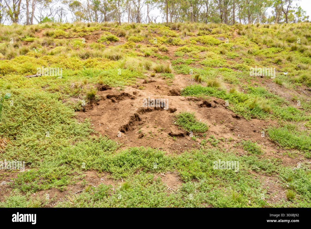 Rabbit holes. Brimbank Park (Parks Victoria) Australia, Victoria ...