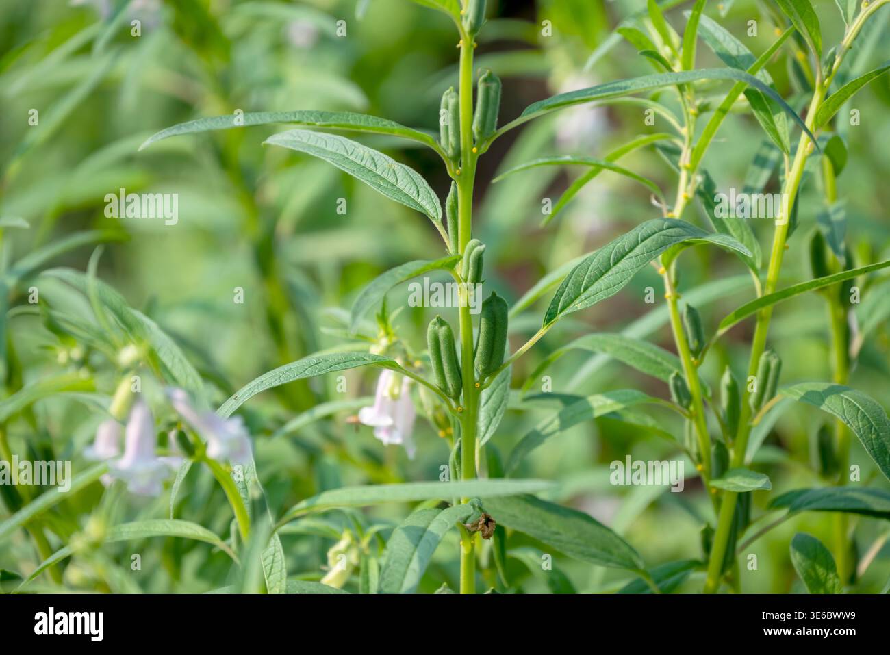 Black Sesame Plant in Garden. Close up of a white color sesamum indicum  flower against a bright nature background Stock Photo - Alamy