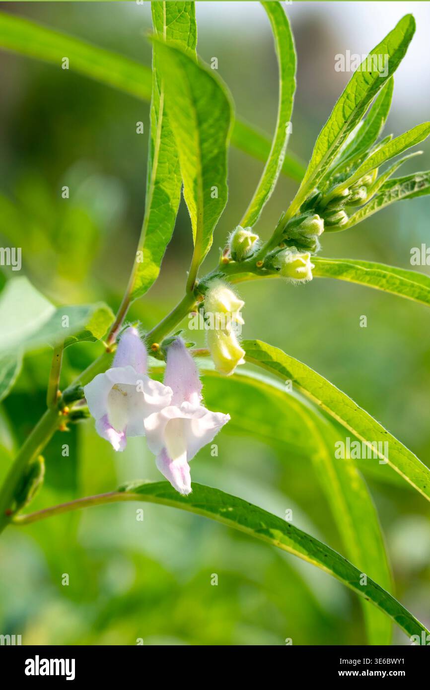 Black Sesame Plant in Garden. Close up of a white color sesamum indicum  flower against a bright nature background Stock Photo - Alamy