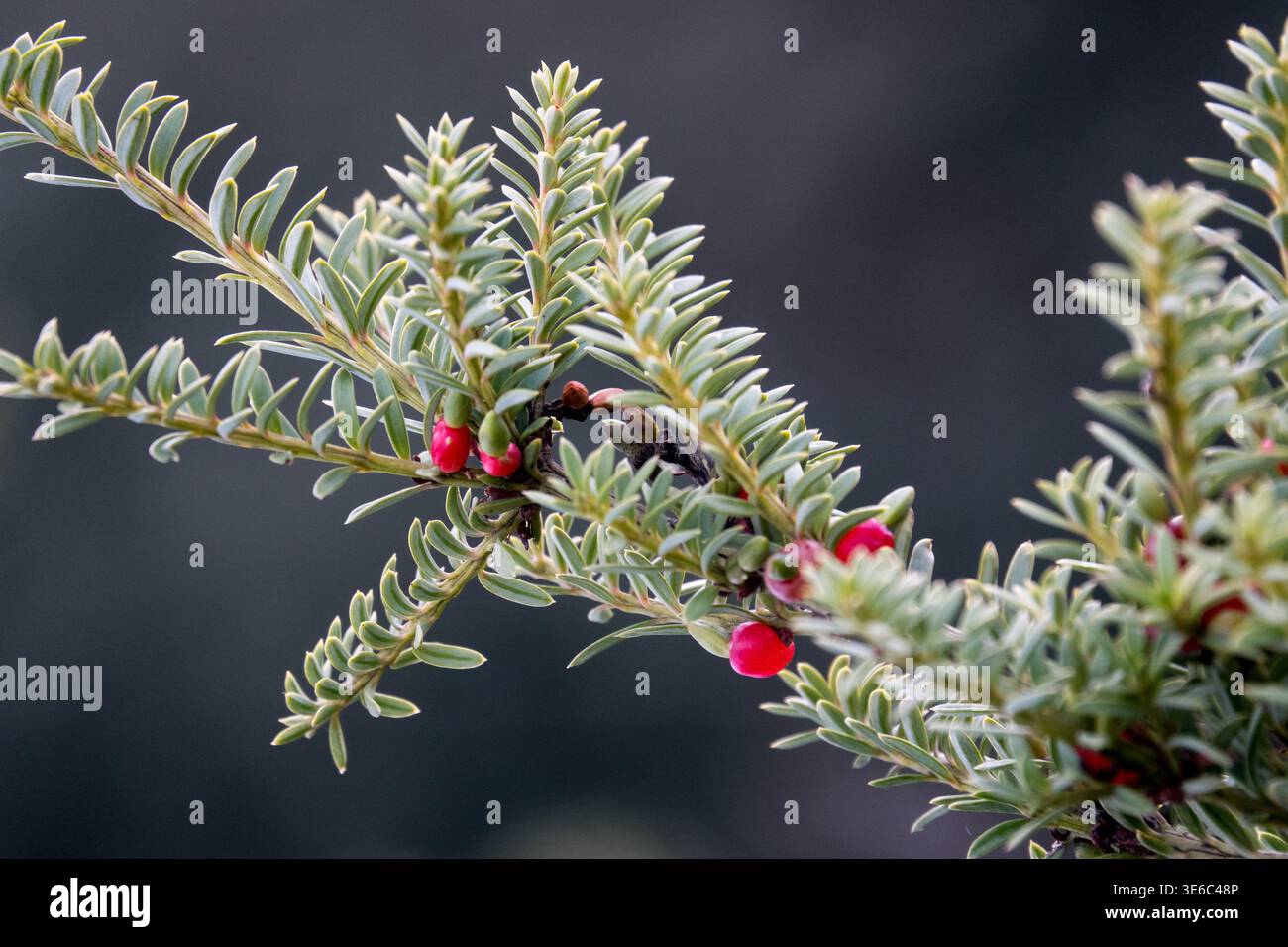 Podocarpus nivalis conifer hi-res stock photography and images - Alamy