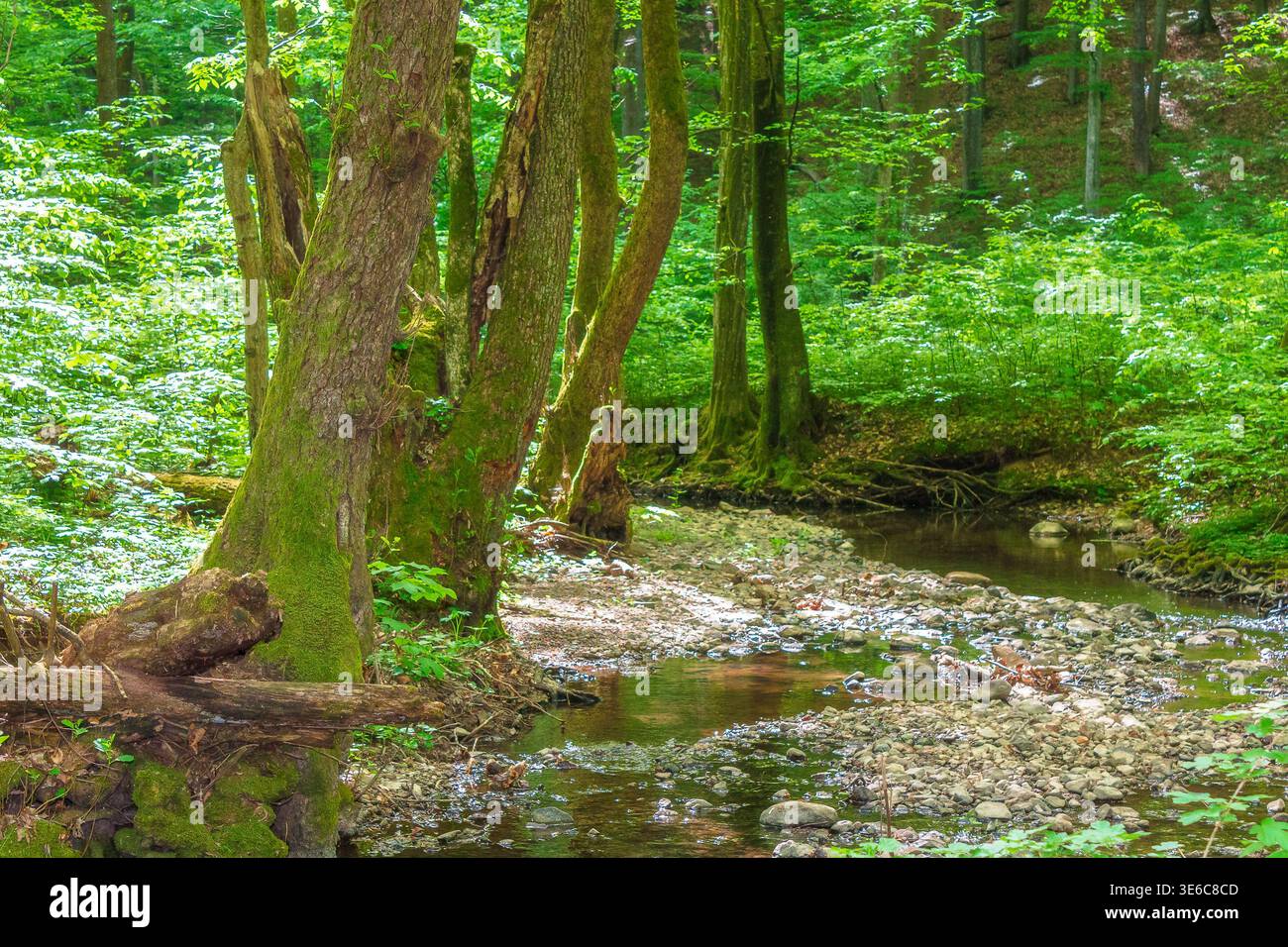 landscape with deciduous forest and a river. beautiful scenery in late springtime. image with shallow water stream in forest landscape. lush greenery Stock Photo