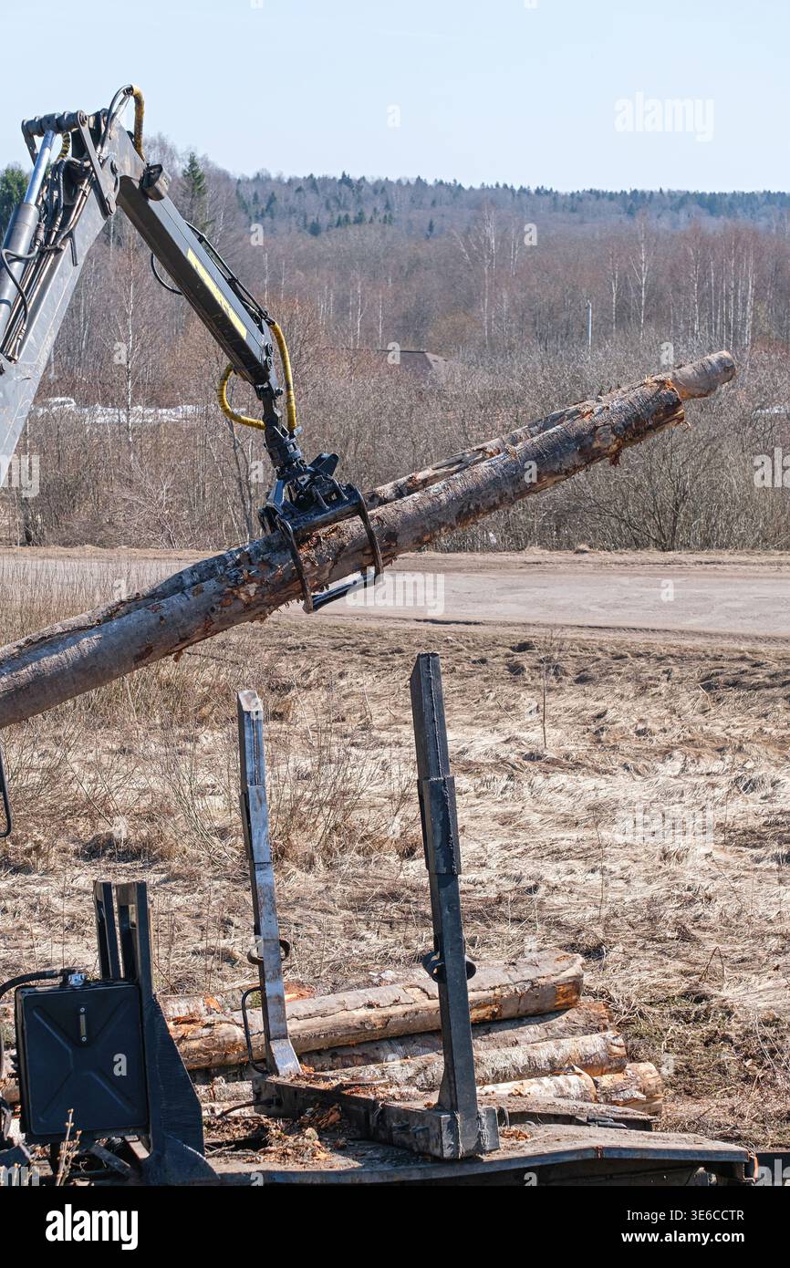 Logging loader transfers birch log in a rural area, demonstrating ...