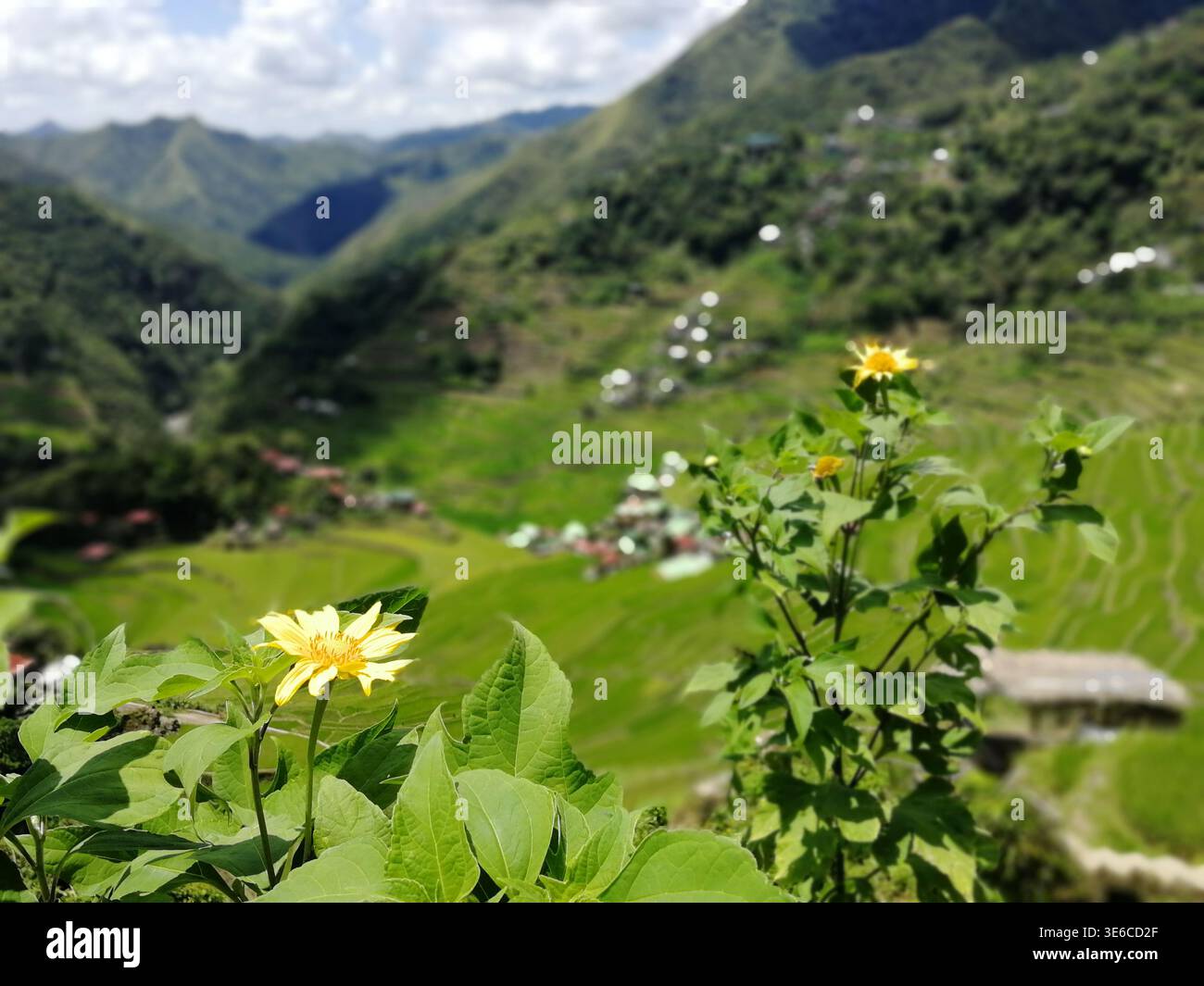 Rice Terraces of the Philippine Cordilleras, rice fields in Banaue ...