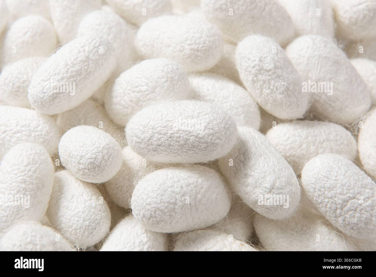Silkworm cocoons producing natural silk fiber, essential for textile industry Stock Photo