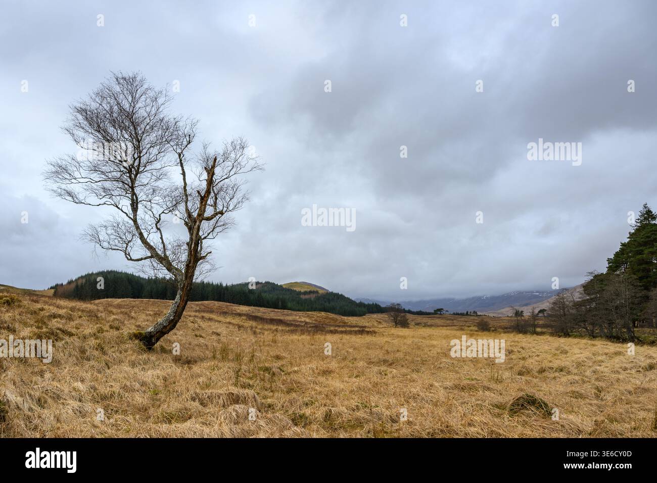 Lone tree in Rural Scotland Stock Photo