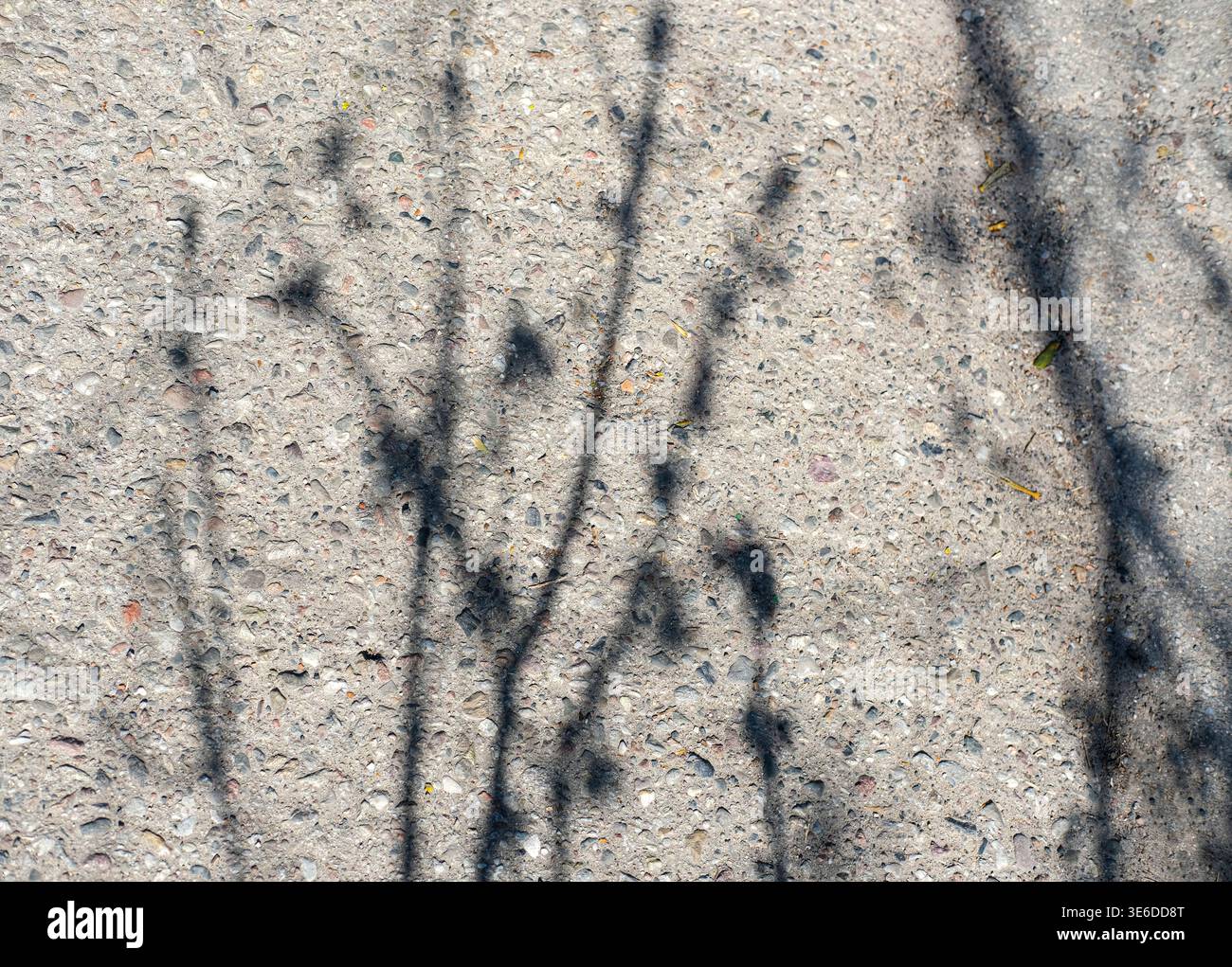 Tree branch shadows fall on rough concrete pavement creating organic pattern in bright sunlight Stock Photo