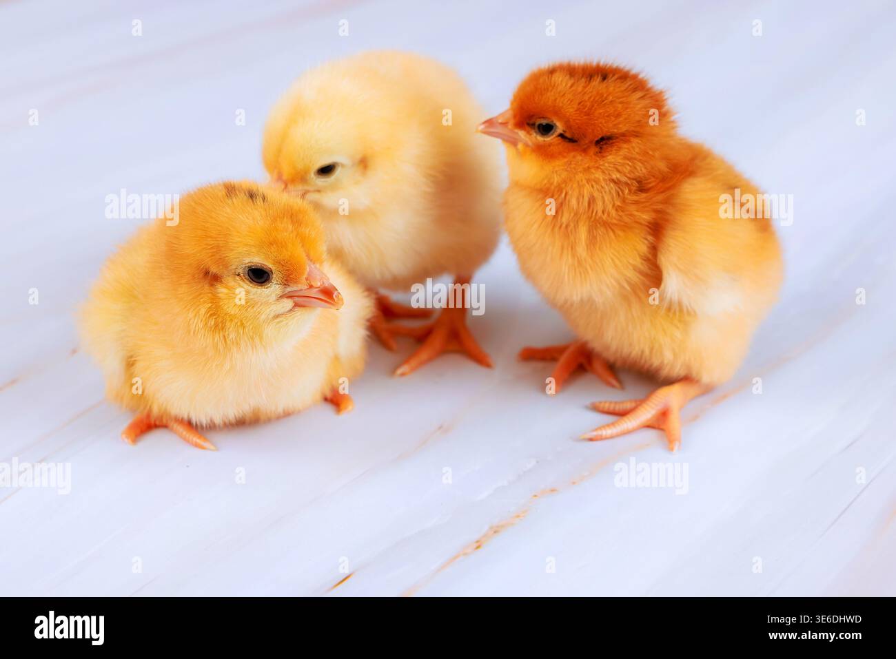 Three small chicks stand together on smooth white surface in warm Stock Photo
