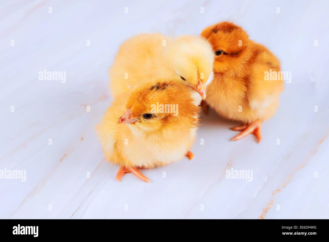 Three small yellow brown chicks stand c each other on light surface Stock Photo