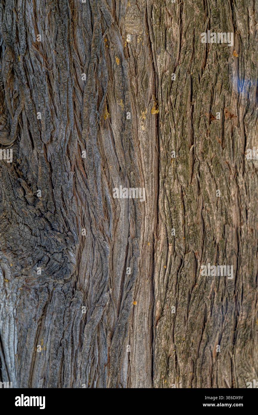 Grooves Tree High-resolution macro photo of tree bark showing natural roughness ...