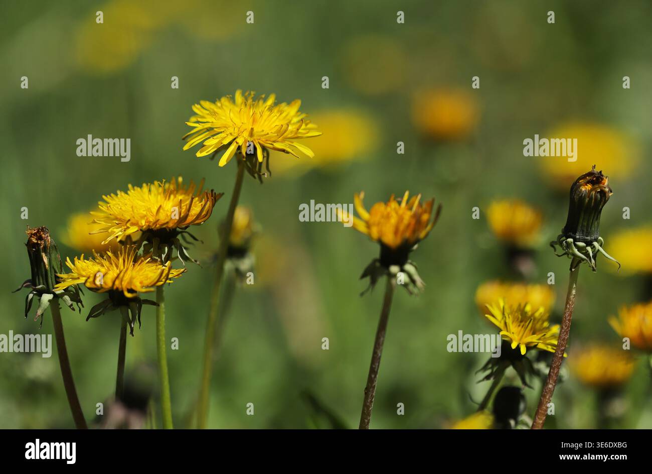 Dandelion flowers on a green background Stock Photo