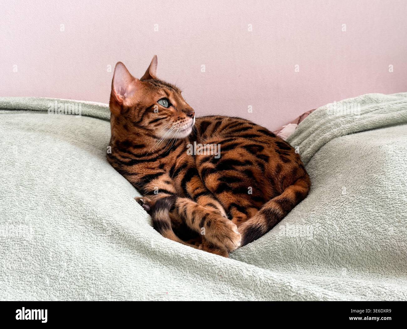 Bengal cat lying comfortably on a soft bed at home Stock Photo
