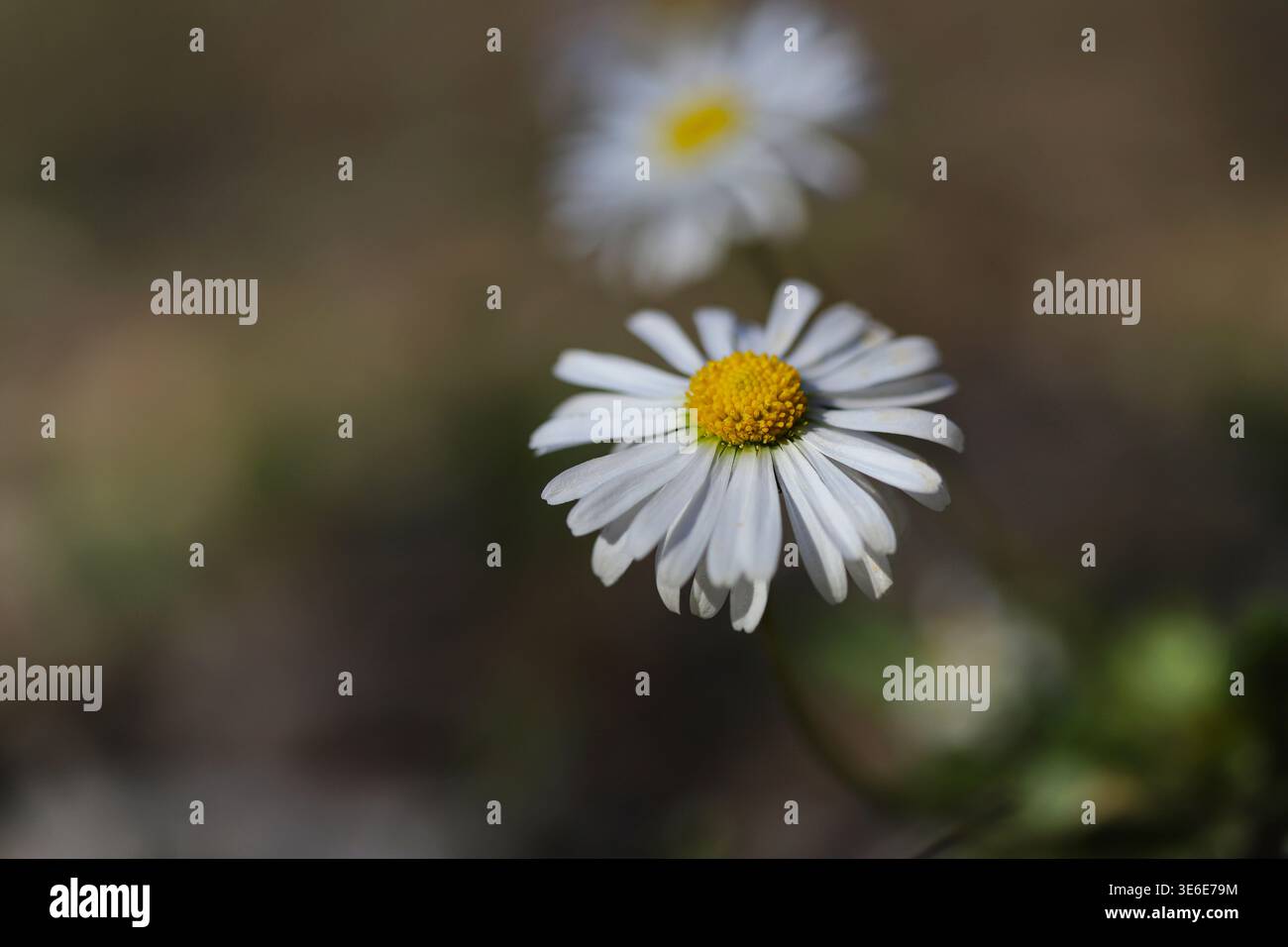 White daisy in the nature Stock Photo