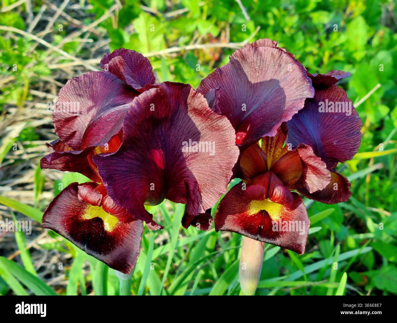 Spring bloom of endemic purple irises Argaman in Israel Stock Photo - Alamy