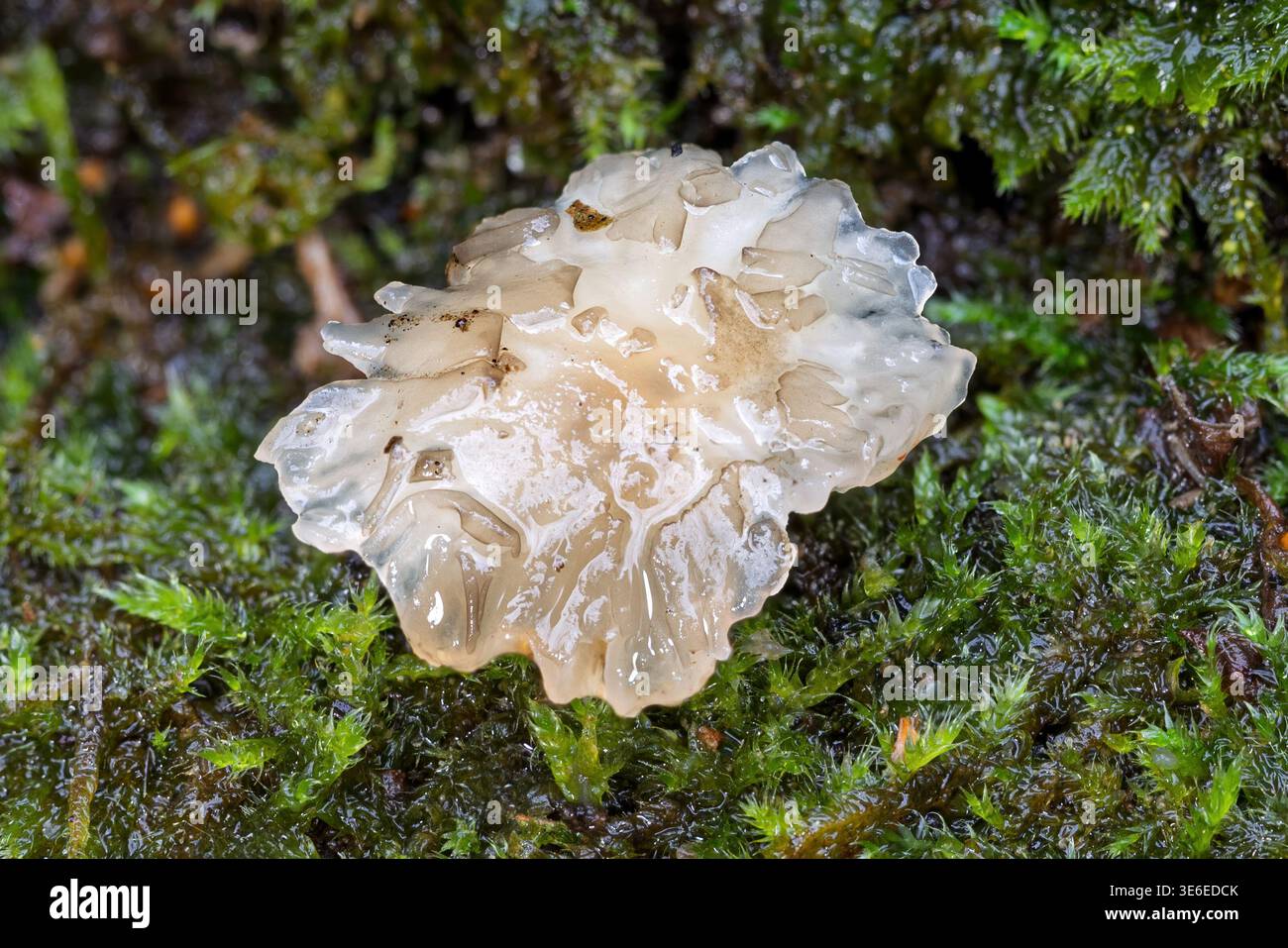 Brain rot hi-res stock photography and images - Alamy