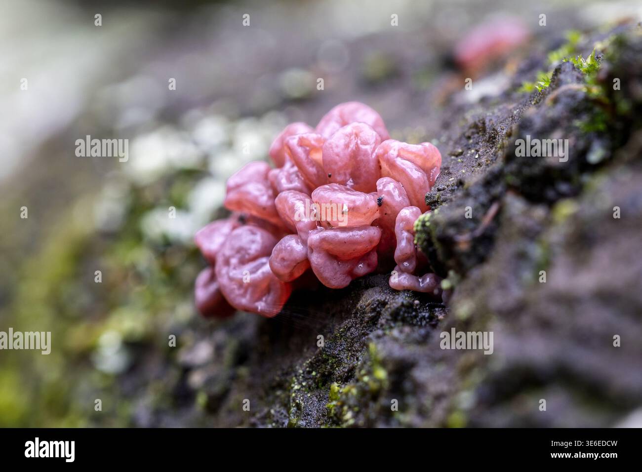 Purple jellydisc, Puttle Bridge, New Forest, Hampshire, UK Stock Photo ...