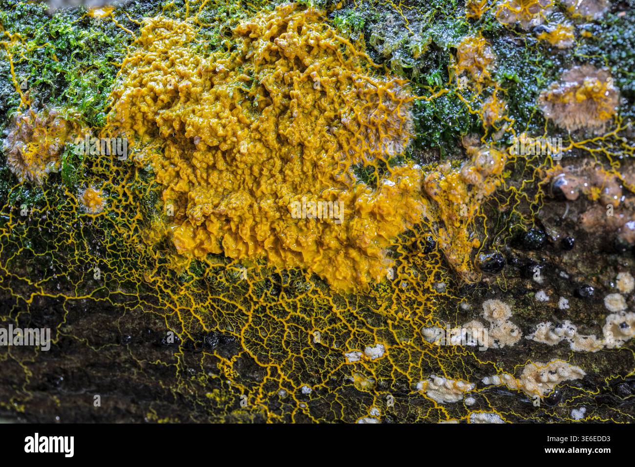 Badhamia hi-res stock photography and images - Alamy