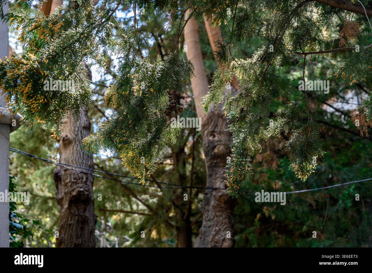 High-resolution photo of trees resembling Huon pine (Lagarostrobos ...