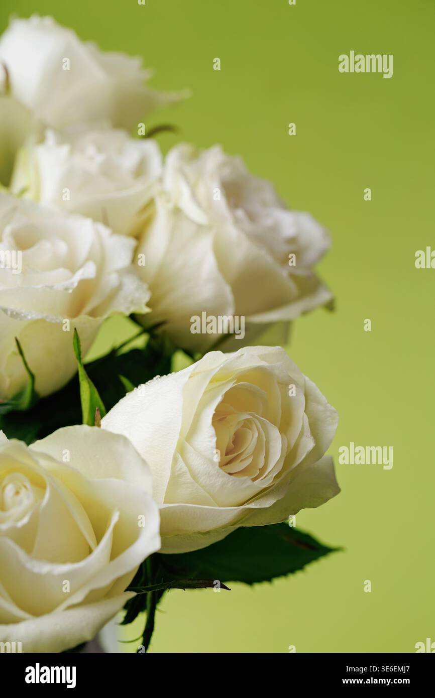 White roses close up with soft green background Stock Photo