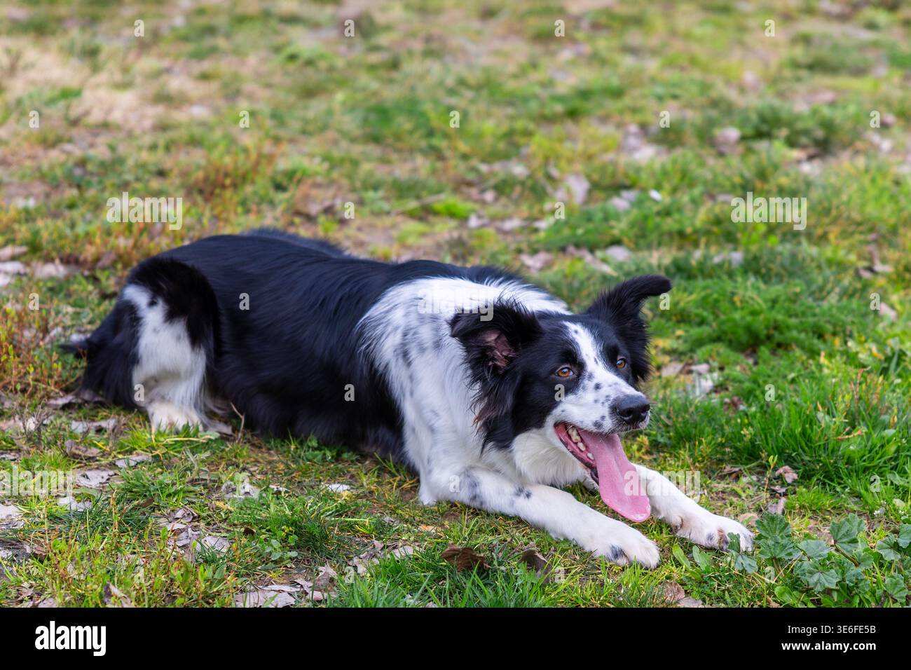 Border collie dog resting on grass field panting Stock Photo