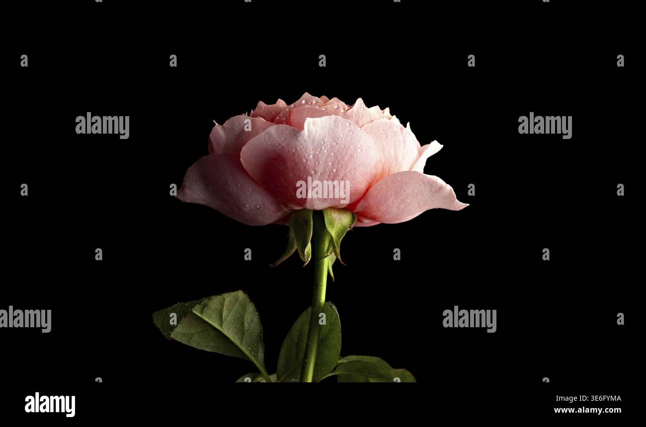 Delicate Pink Rosebud Isolated on Black Background Stock Photo