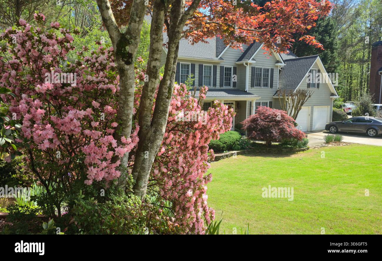 Suburban house with blooming pink azaleas and Japanese maple in spring, well-maintained front yard and landscaped garden in residential neighborhood, - Smartphone Captured Stock Image