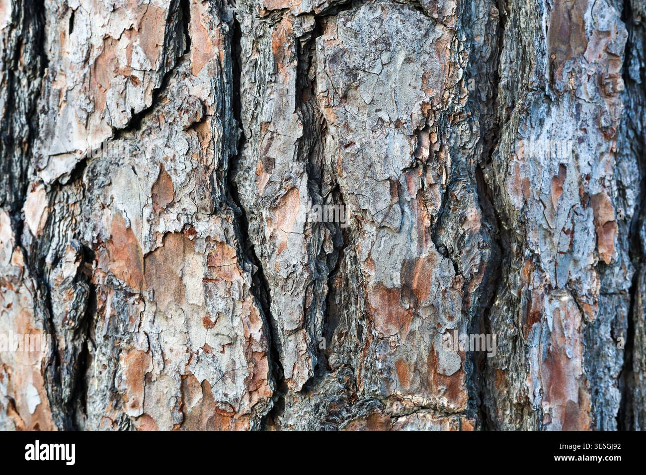 Close-Up Tree Trunk Bark Texture with Natural Detail Stock Photo