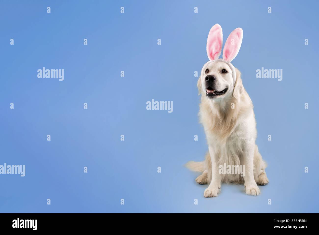 Dog Wearing Bunny Ears Sits Against a Light Blue Background During Easter Celebration Stock Photo