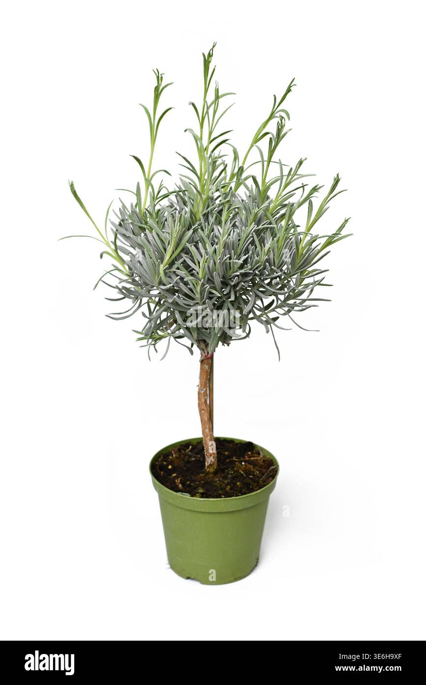 Small 'Lavandula Angustifolia' lavender tree in green flower pot on ...
