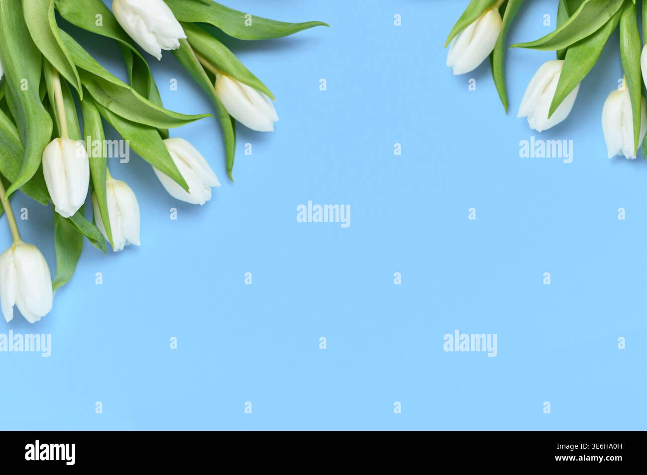 White Tulip spring flowers on blue background with copy space Stock ...