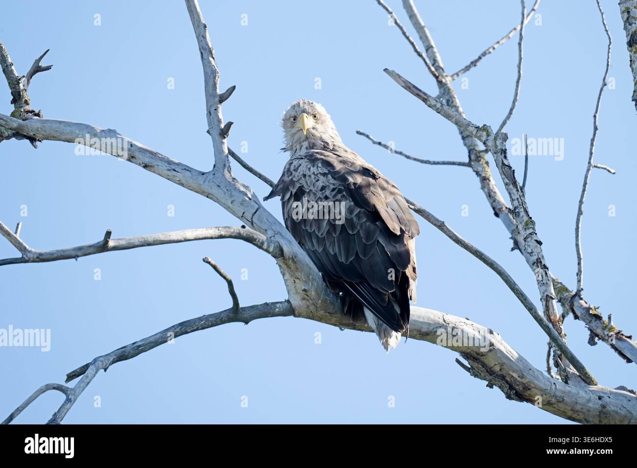 White-tailed eagle perched Danube Delta Romania Stock Photo