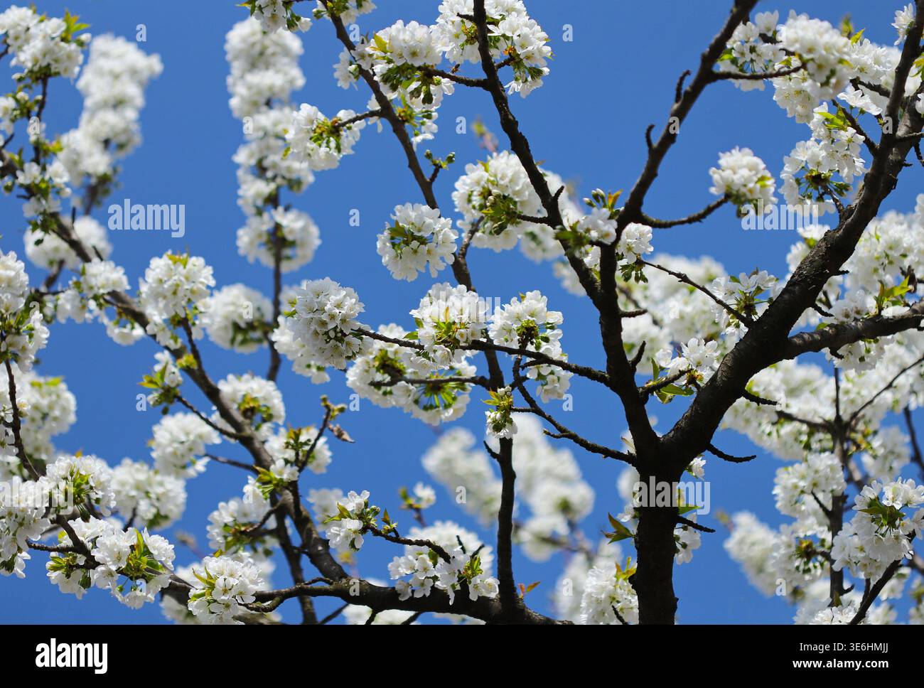 Cherry blossom against blue sky Stock Photo