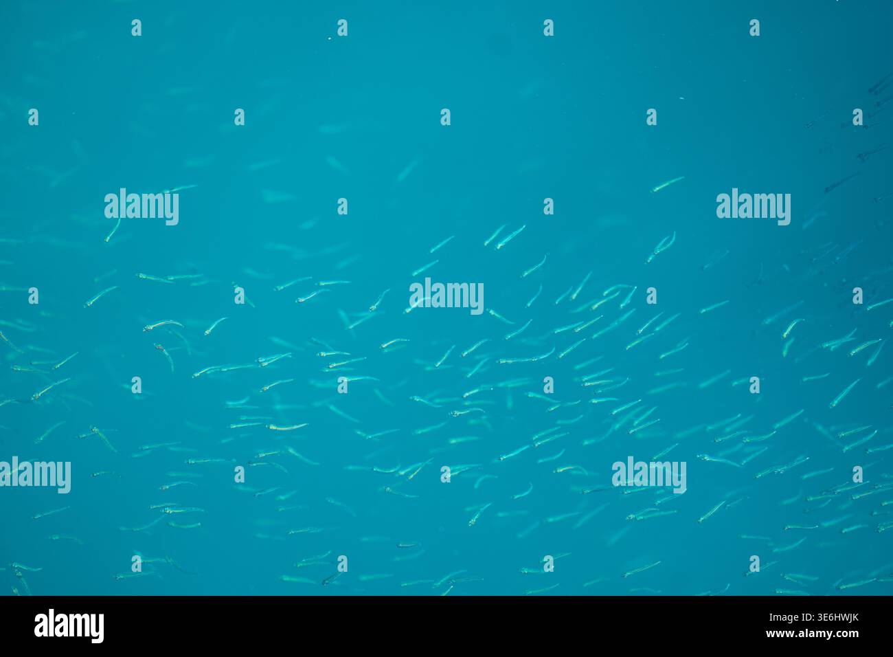 View of shimmering silver fish darting through the cerulean depths ...