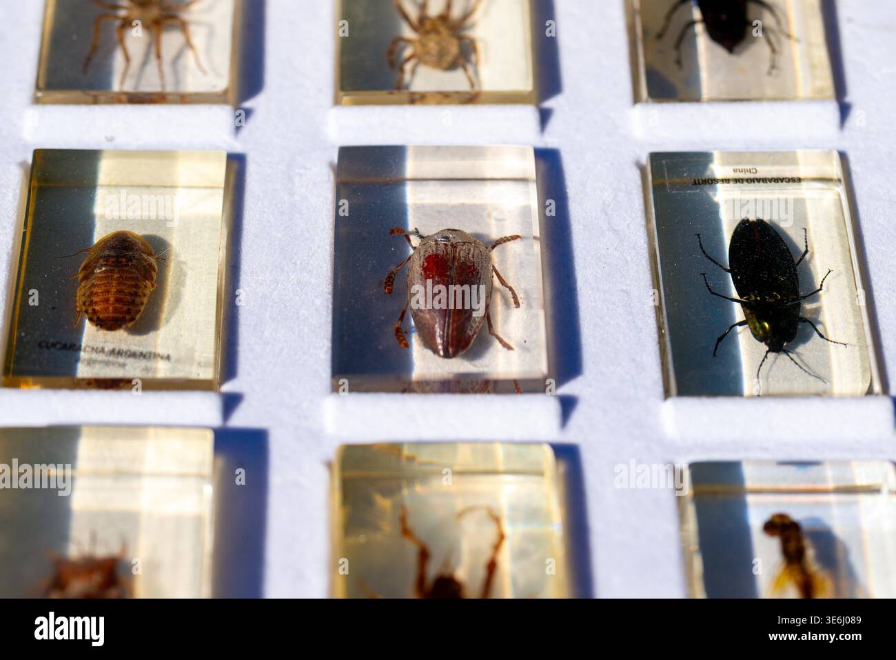 Insect Labels Insect specimens embedded in clear resin blocks lie in a white tray ...