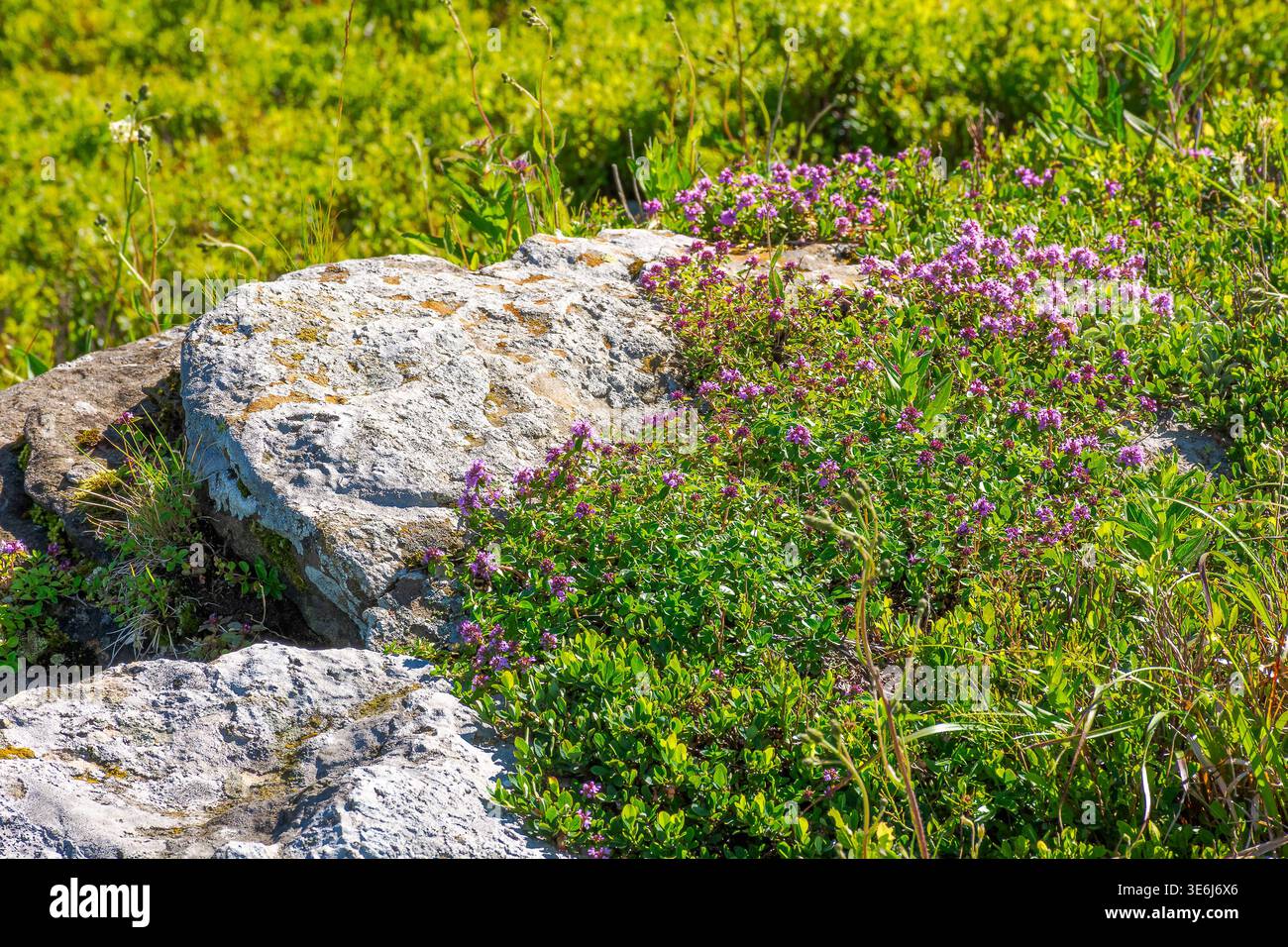 closeup picture of purple creeping thyme plant in summer. wild thymus serpyllum spices blooms on a rock background. fresh flowering nature wallpaper o Stock Photo