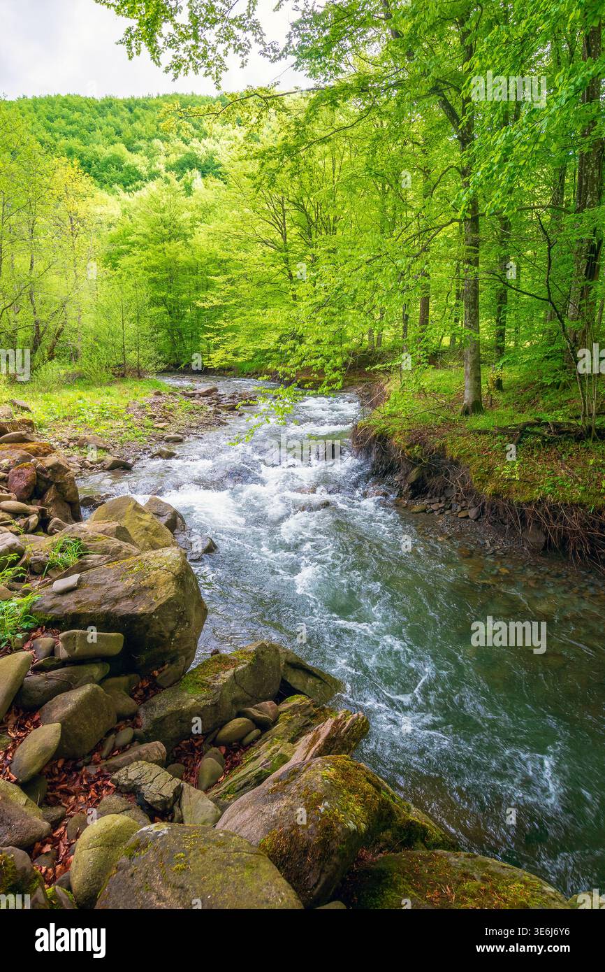landscape in mountains, forest and a river in front. beautiful view in spring. fresh water in the beech forest of carpathian mountains. cloudy weather Stock Photo