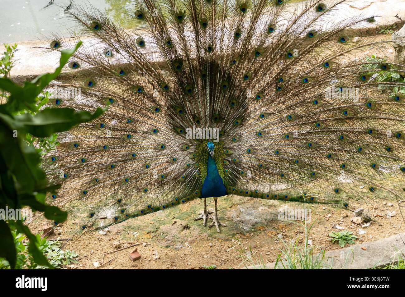 Peacock displays full, vibrant tail feathers Stock Photo