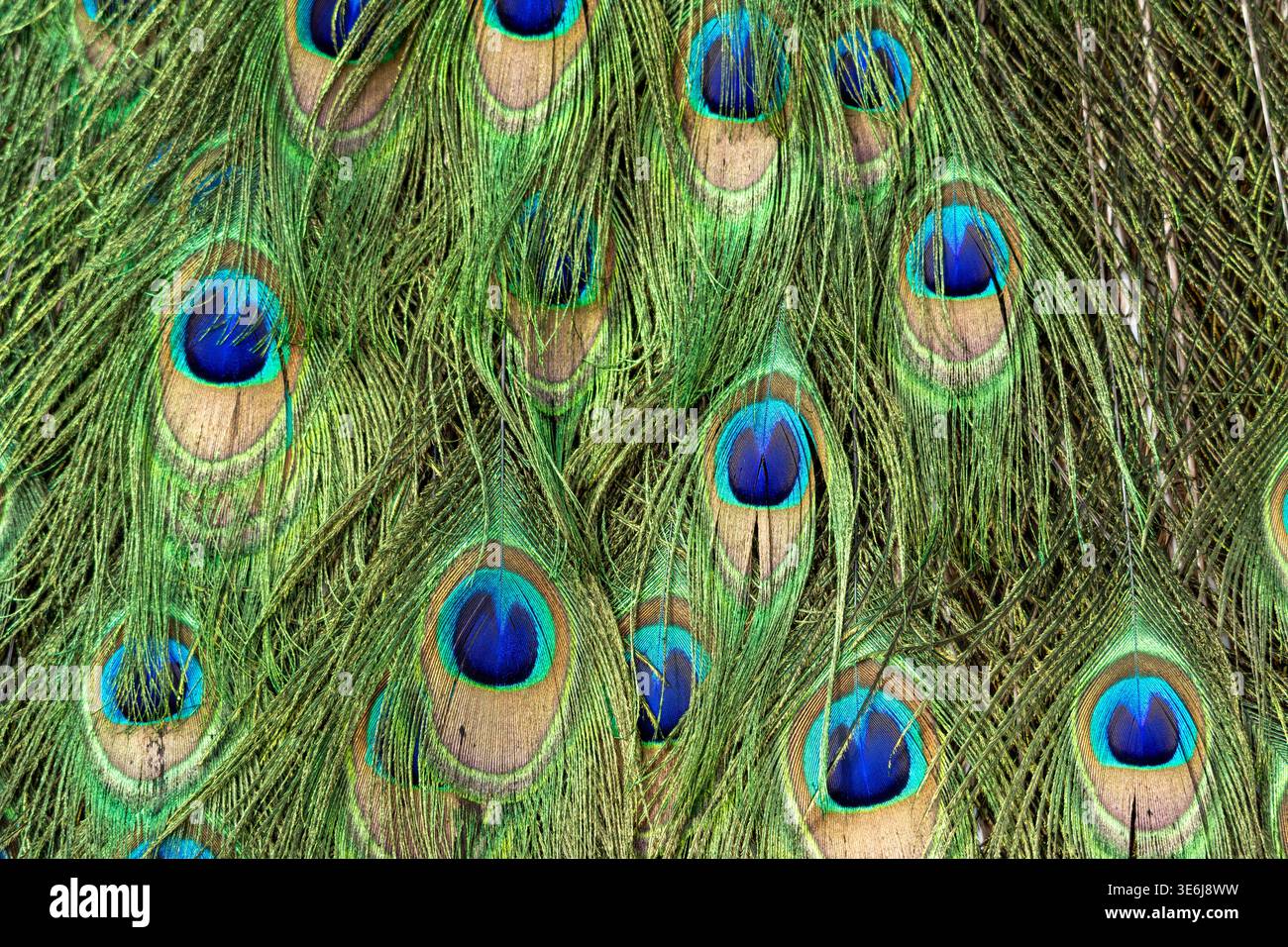 Peacock displays full, vibrant tail feathers Stock Photo