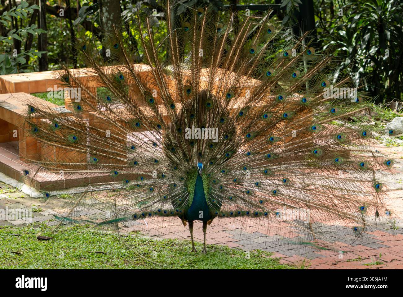 Peacock displays full, vibrant tail feathers Stock Photo