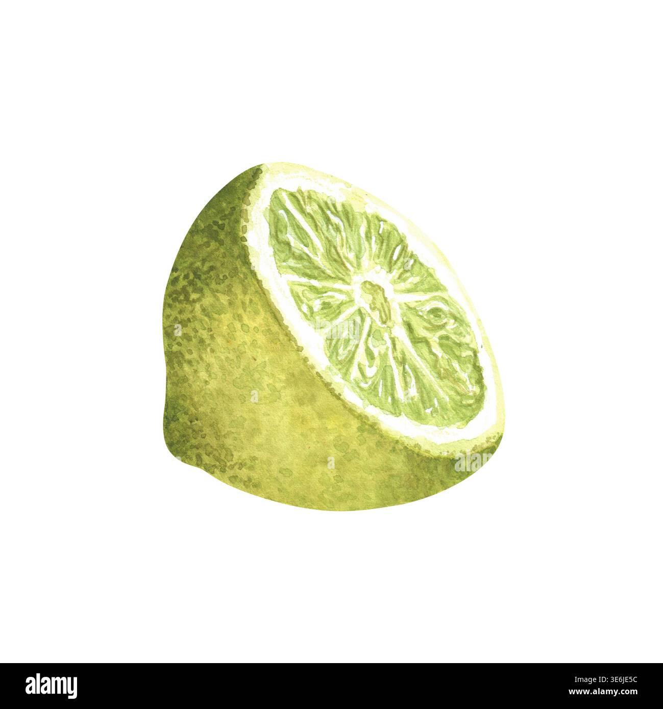 Watercolor half lime side view with juice drops. Isolated image. Fresh ...
