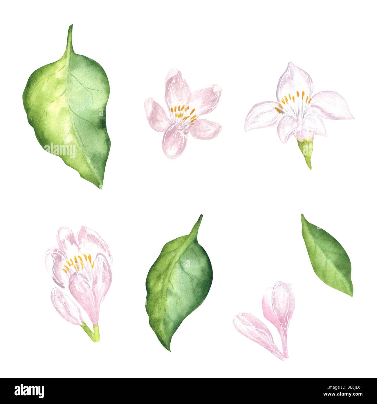 Watercolor lemon blossoms and leaves clipart set. Hand-drawn botanical ...
