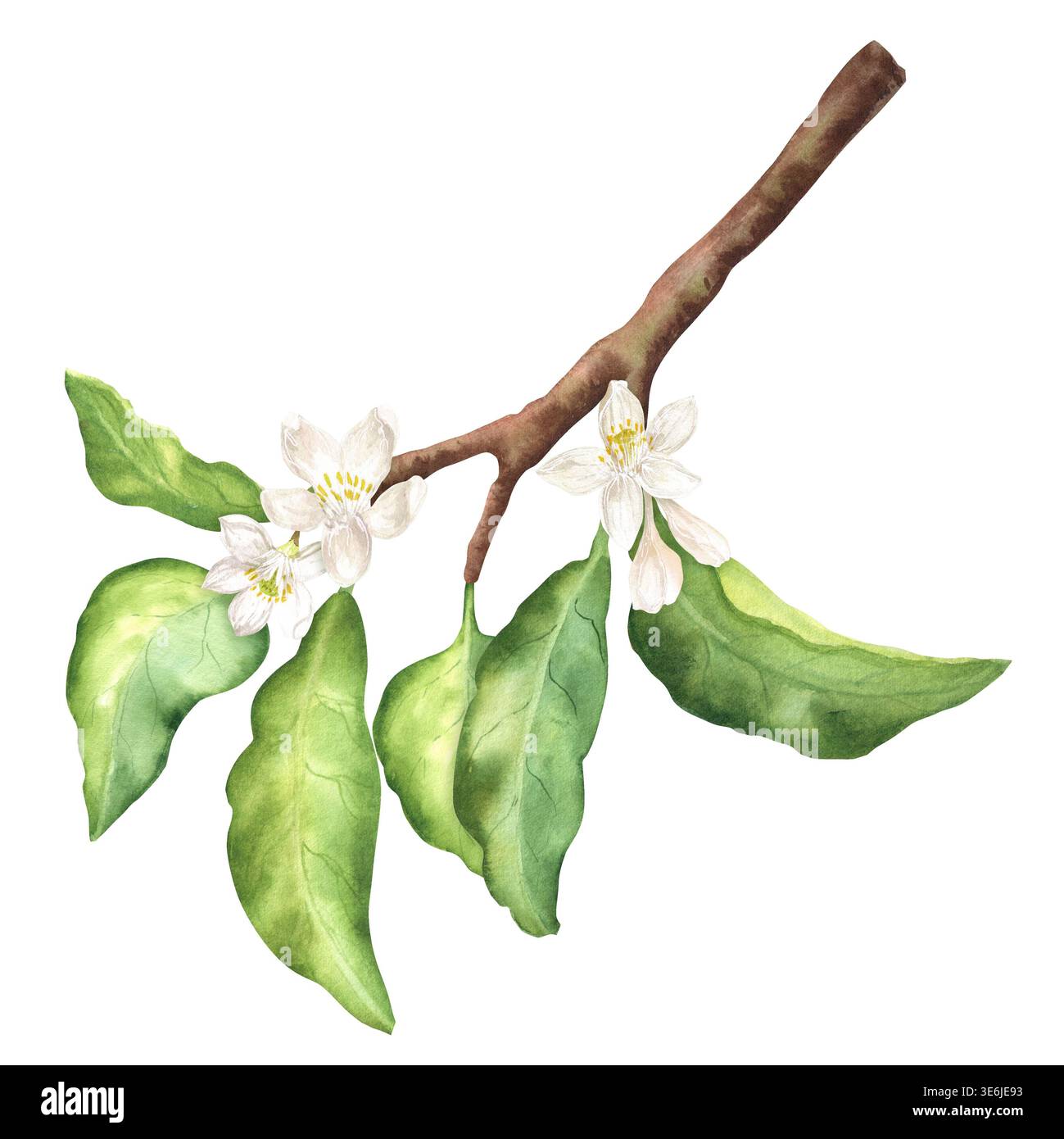 Watercolor citrus branch with white flowers and green leaves. Isolated ...