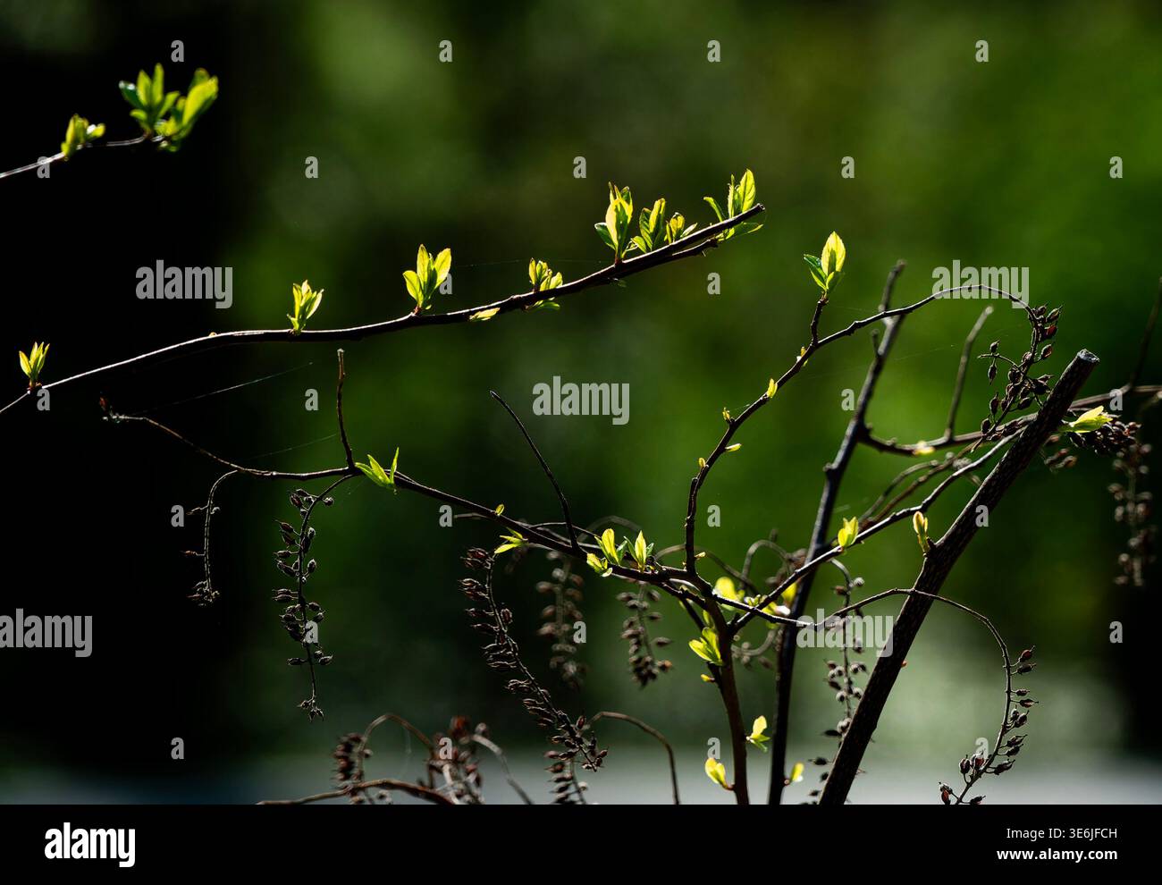 Spring growtg on long thin tree limbs Stock Photo