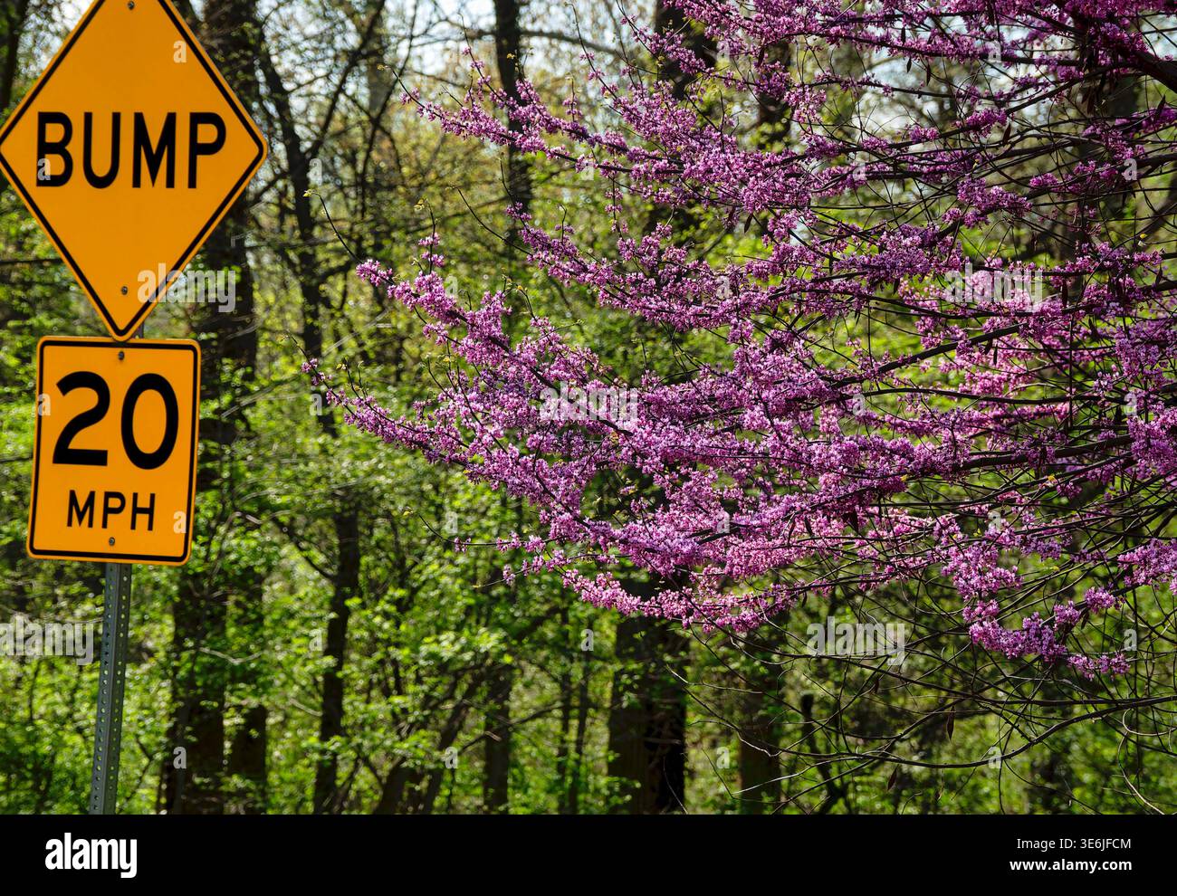 Eastern Redbud along a park road Stock Photo