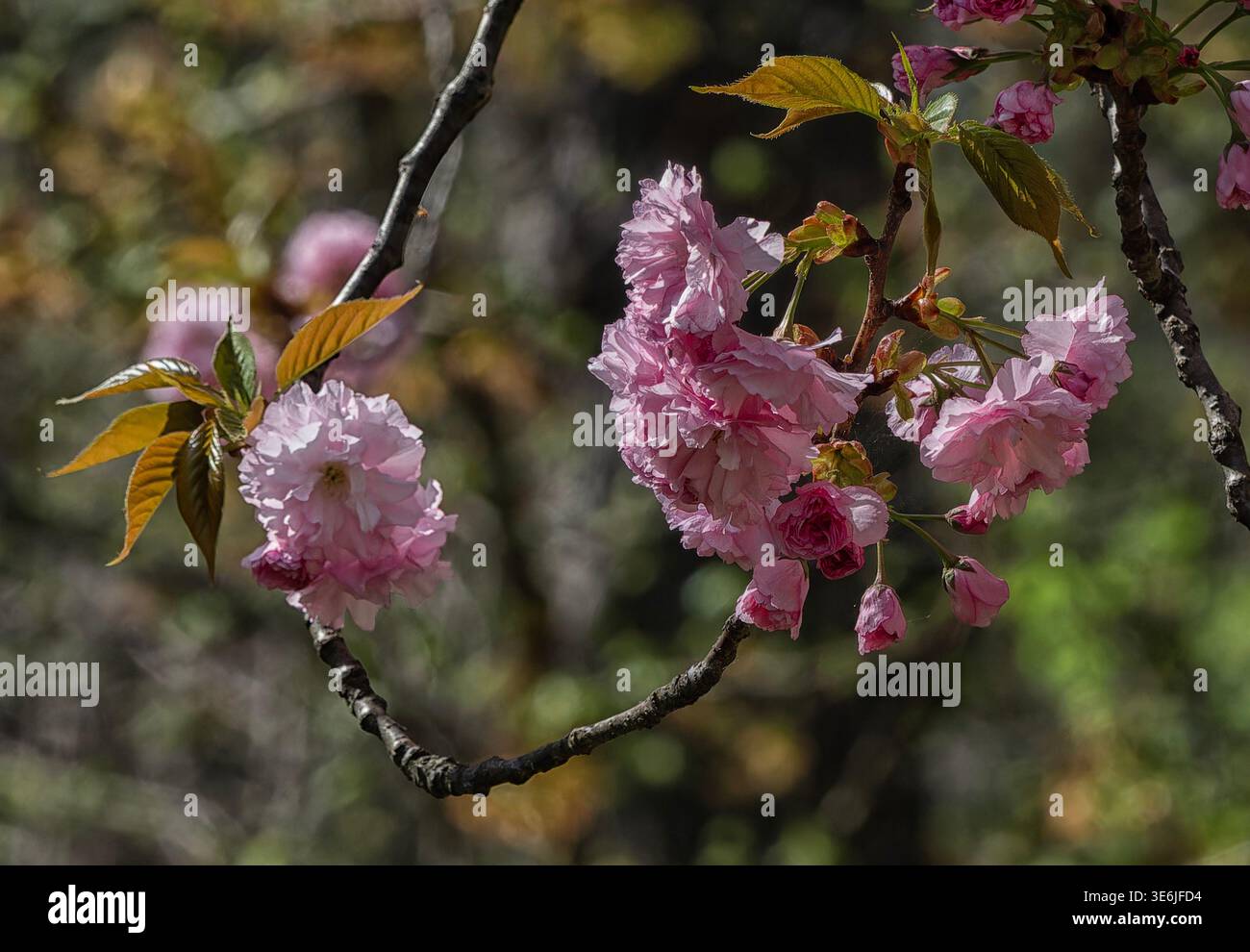 A Sweet Cherry tree in transitional stage Stock Photo